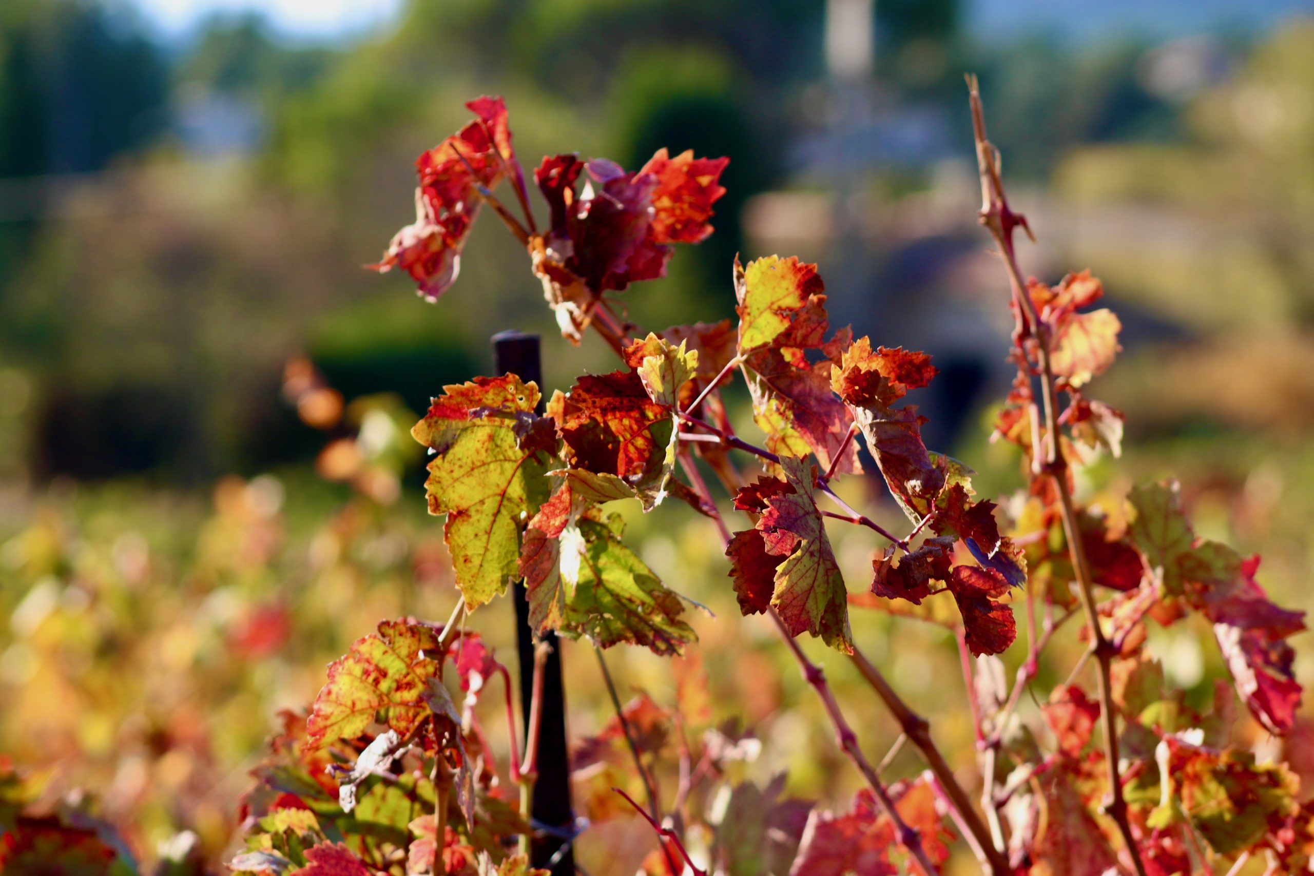 vin_savoie_route_des_vins_oenologie_degustation_tradition