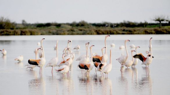 camargue arles sud de la france sainte marie de la mer parc national taureaux